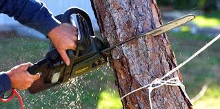 How Our Tree Care Process Works  in  Williamsport, MD