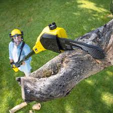 Best Seasonal Cleanup (Spring/Fall)  in Williamsport, MD