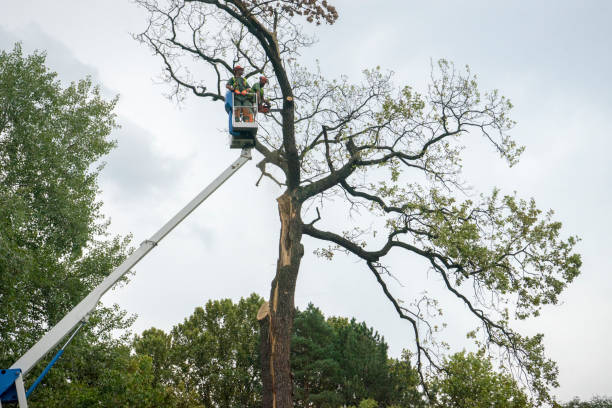 Professional Tree Removal in Williamsport, MD